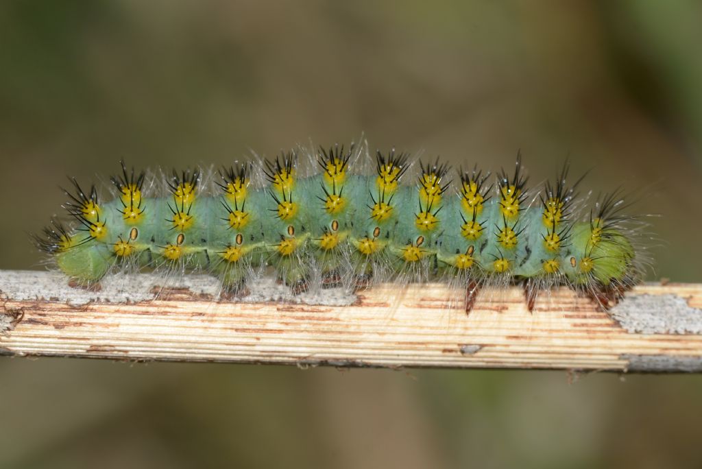 Saturnia (Eudia) pavoniella o Saturnia pavoniella?